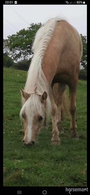 "Doylan Golden Dreamer " Palomino Mare Project Horse
