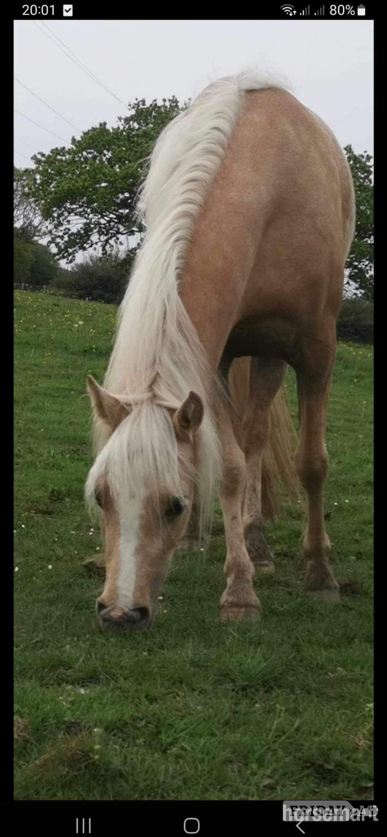 "Doylan Golden Dreamer " Palomino Mare Project Horse in New Mills