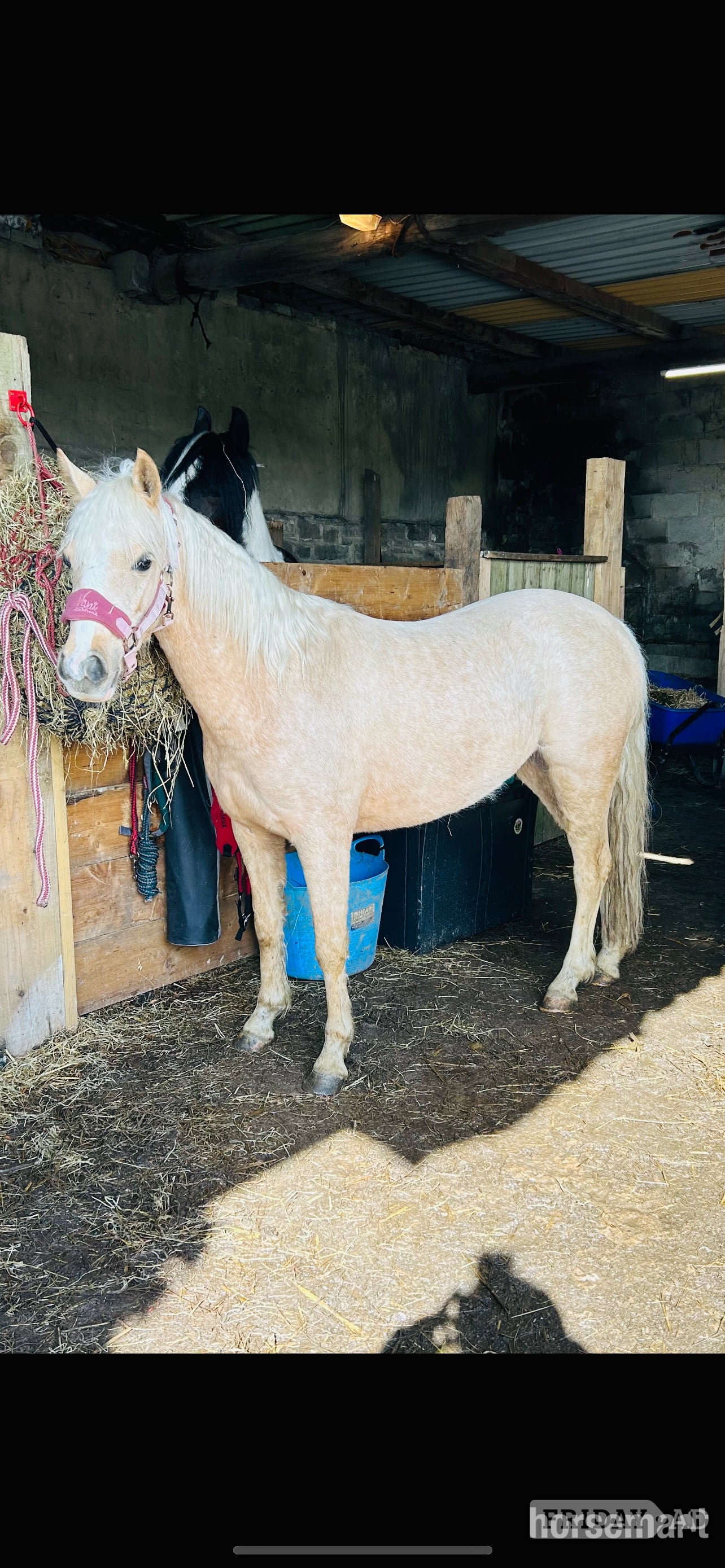 "Doylan Golden Dreamer " Palomino Mare Project Horse