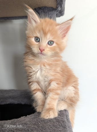 Maine Coon Kittens  READY NOW