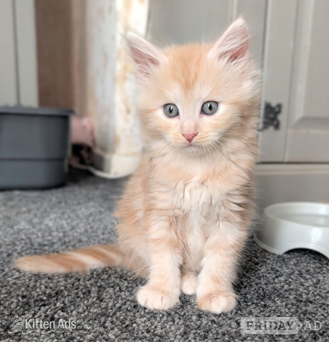 Maine Coon Kittens  READY NOW