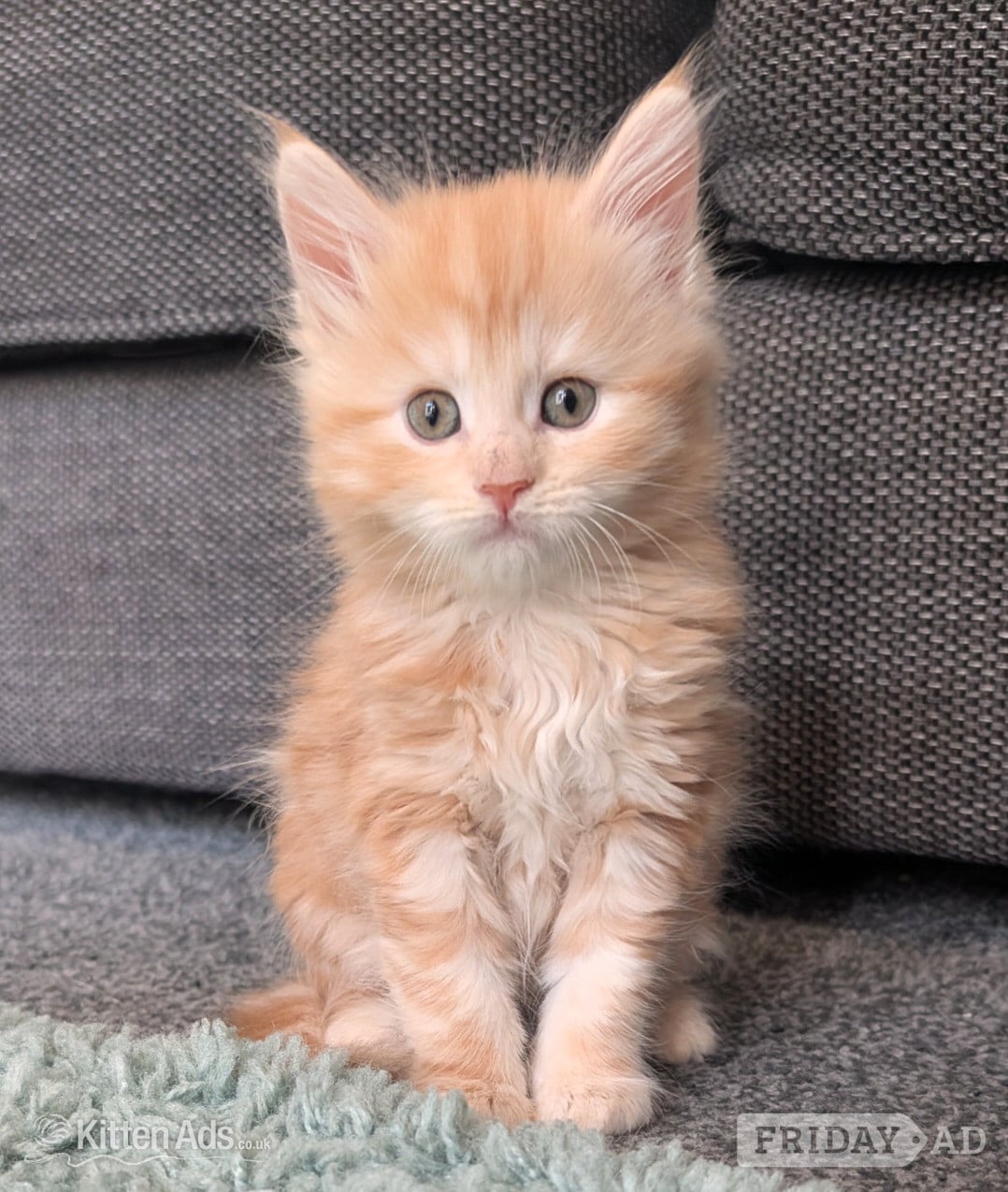Stoke-On-Trent Maine Coon Kittens  READY NOW