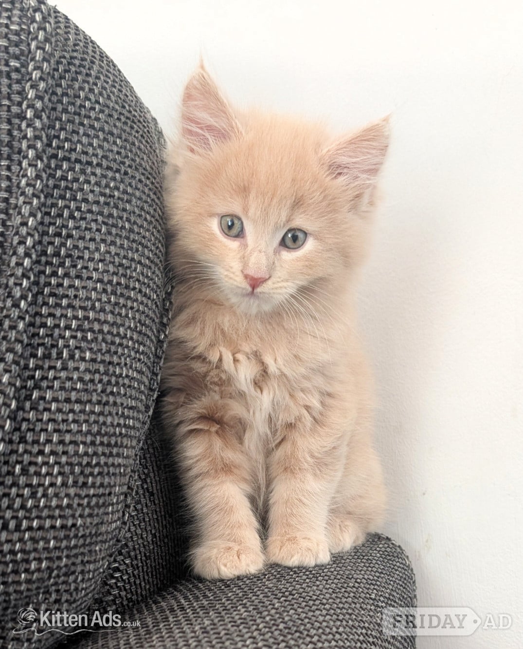 Maine Coon Kittens  READY NOW - Cats & Kittens in Stoke-On-Trent