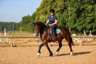 "Dolly " Bay Mare All Rounder