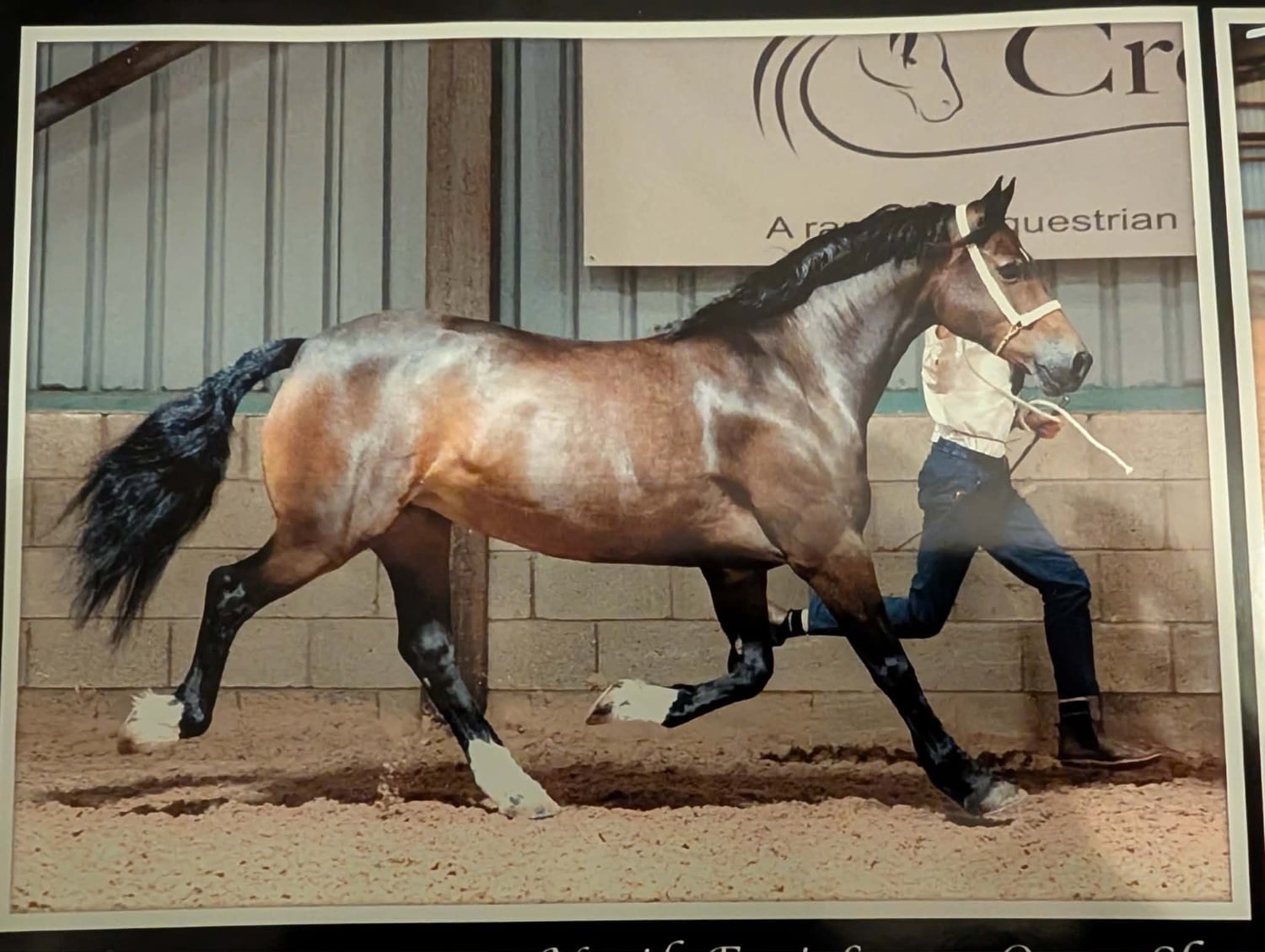 "Dolly " Bay Mare All Rounder