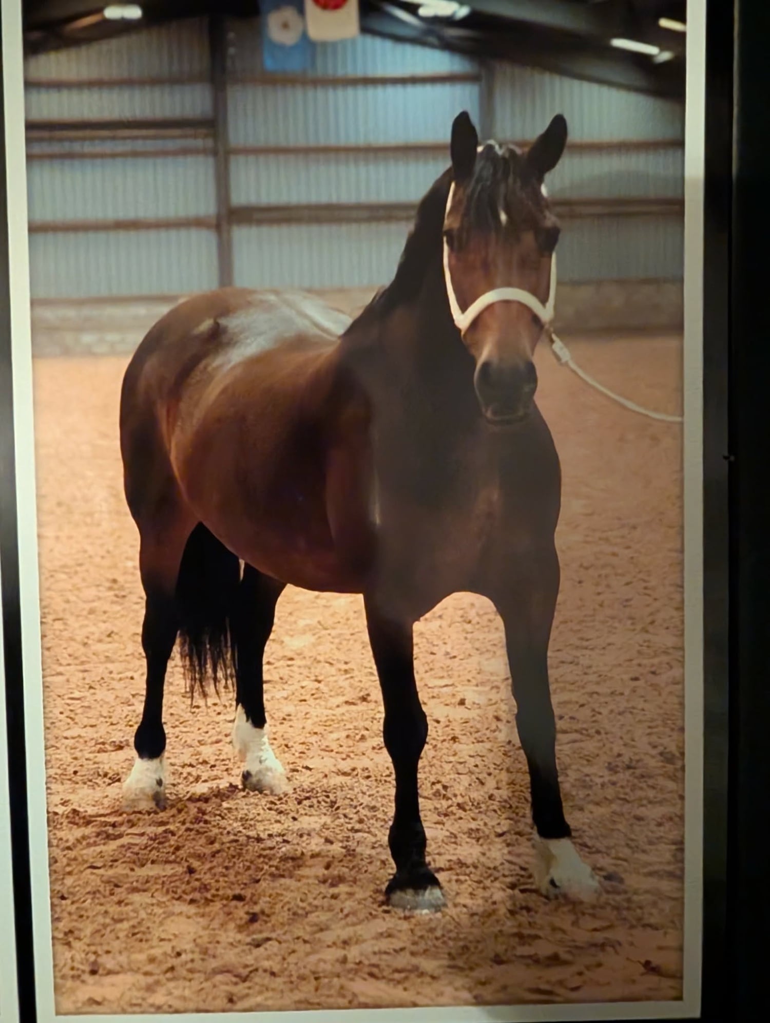 Manchester "Dolly " Bay Mare All Rounder