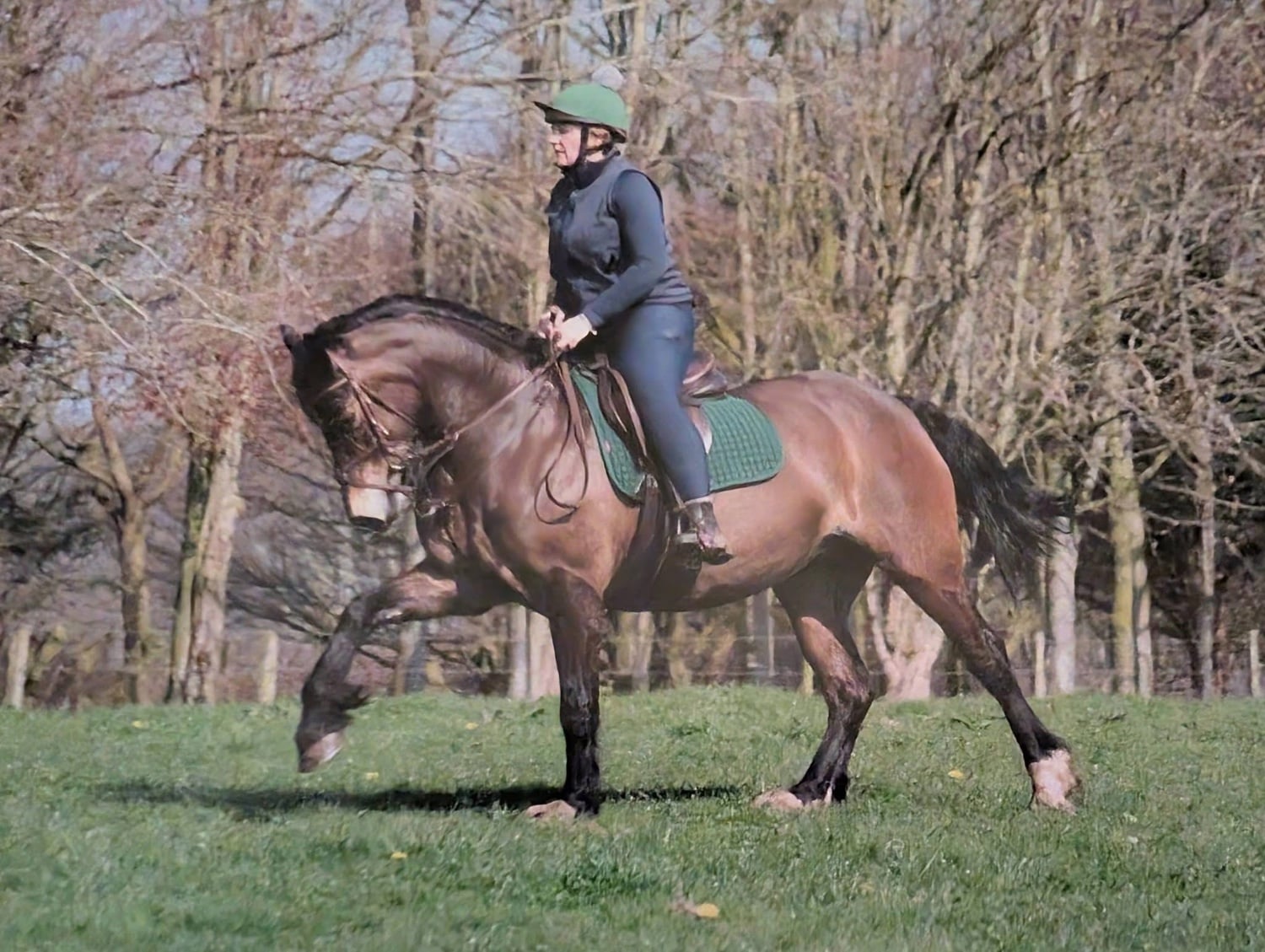 "Dolly " Bay Mare All Rounder - Horses in Manchester