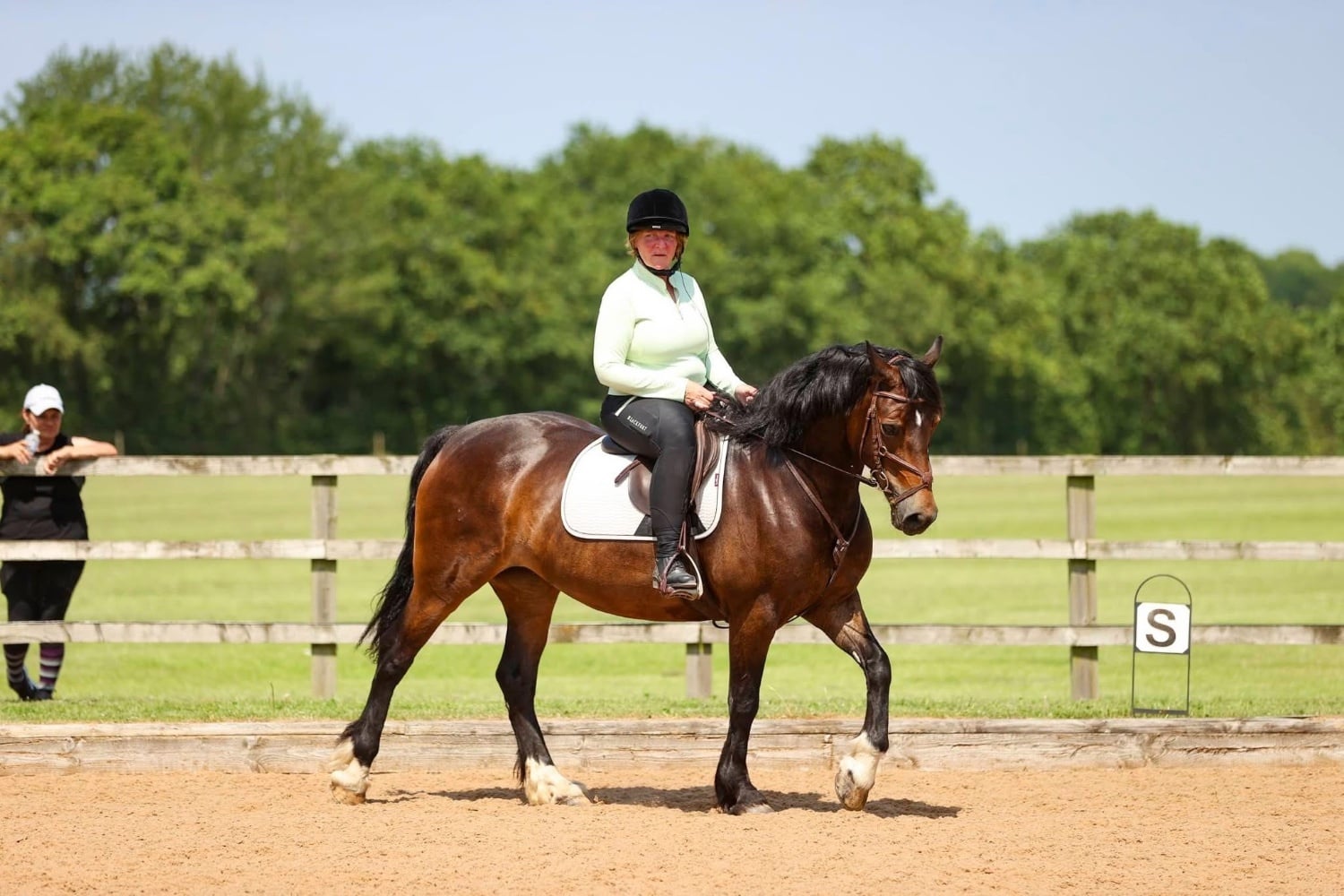 "Dolly " Bay Mare All Rounder - Horses