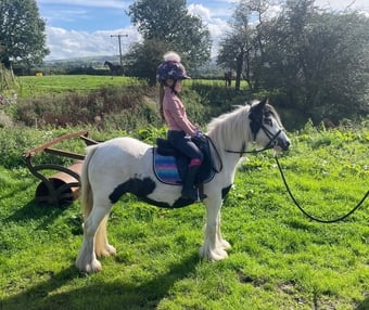 "Elsie " Piebald Mare Cob/Heavy Horse