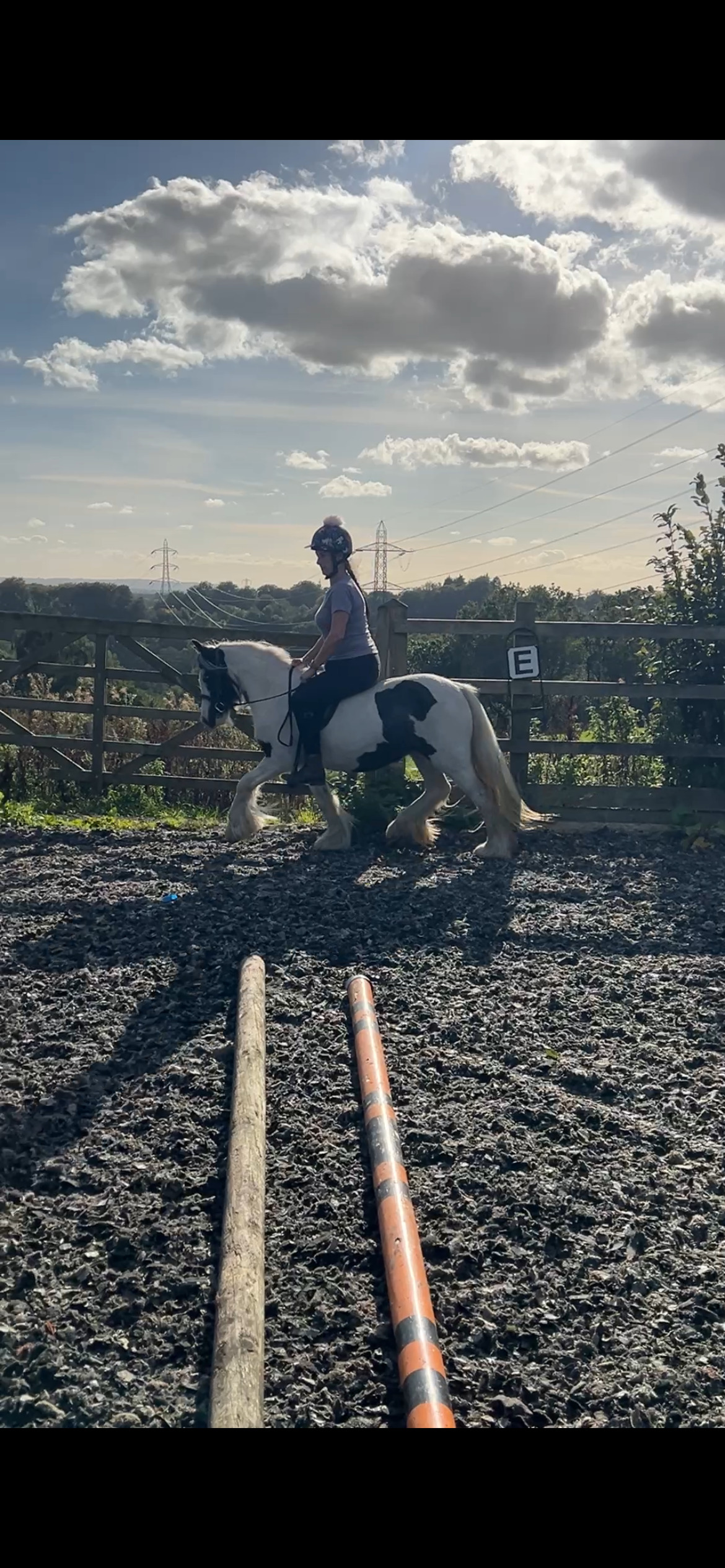 "Elsie " Piebald Mare Cob/Heavy Horse