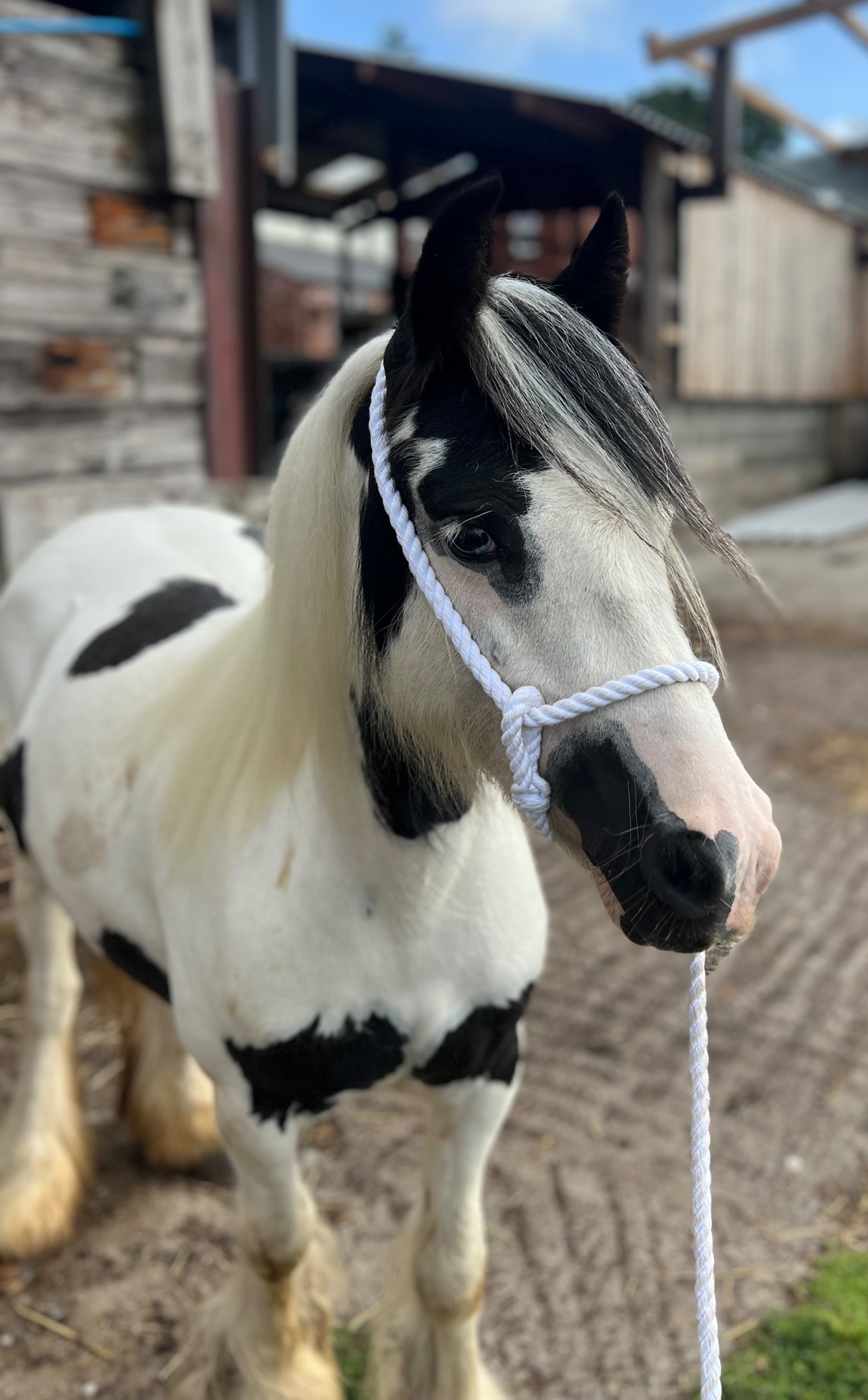Stockport "Elsie " Piebald Mare Cob/Heavy Horse