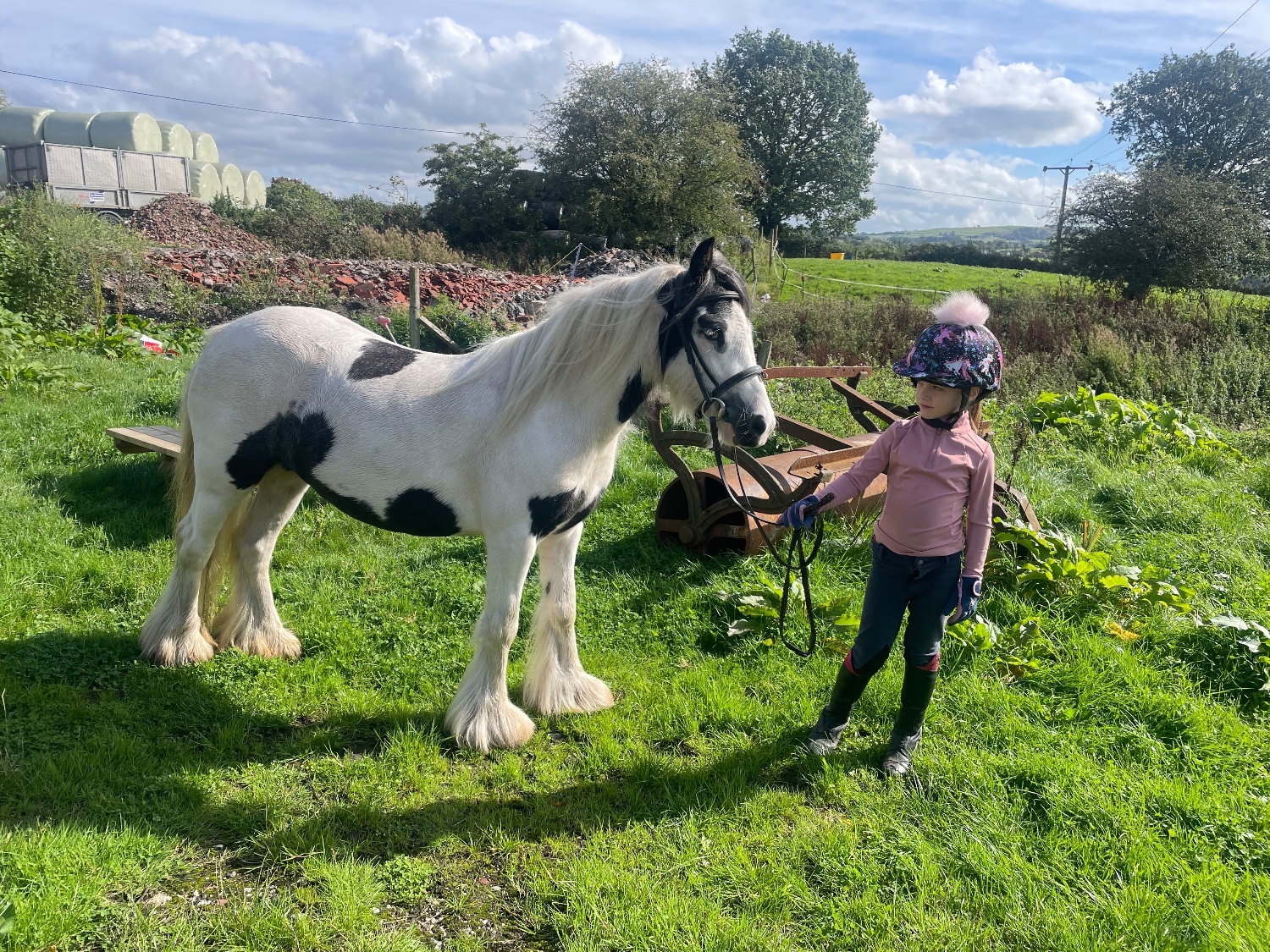 "Elsie " Piebald Mare Cob/Heavy Horse - Horses