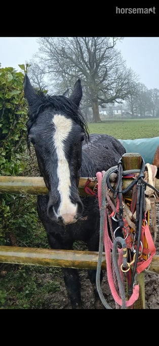 "ralph" Black Gelding Youngstock / Foal