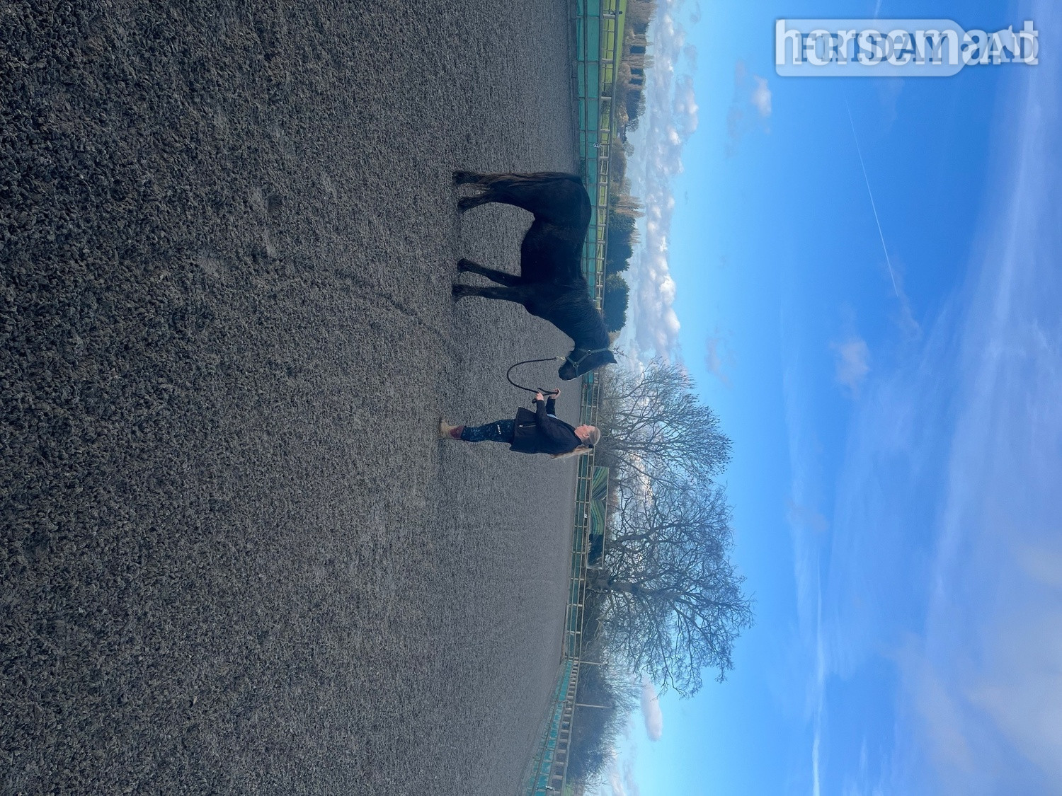 "ralph" Black Gelding Youngstock / Foal