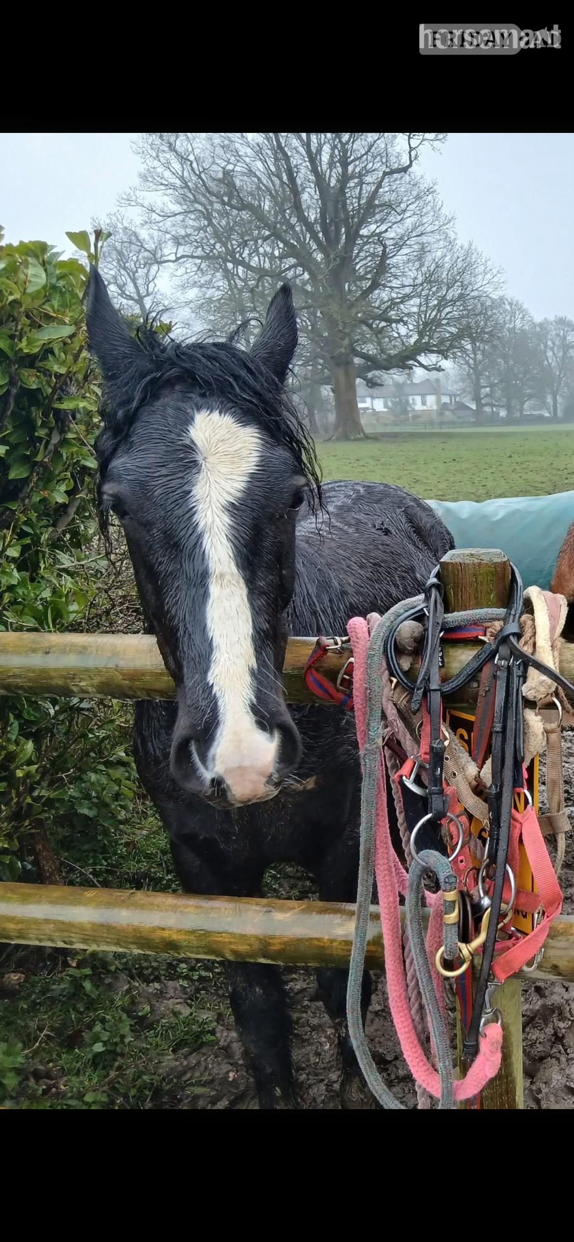 "ralph" Black Gelding Youngstock / Foal in Kent Street