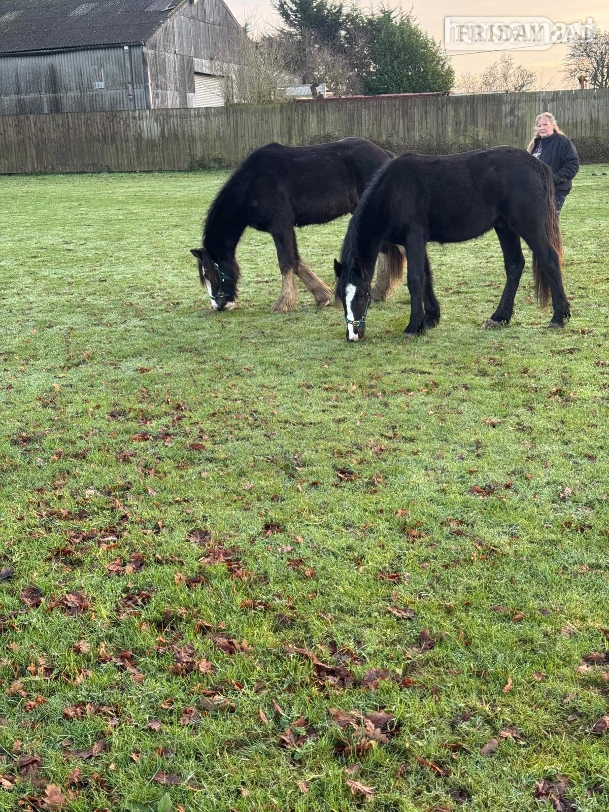 Kent Street "ralph" Black Gelding Youngstock / Foal