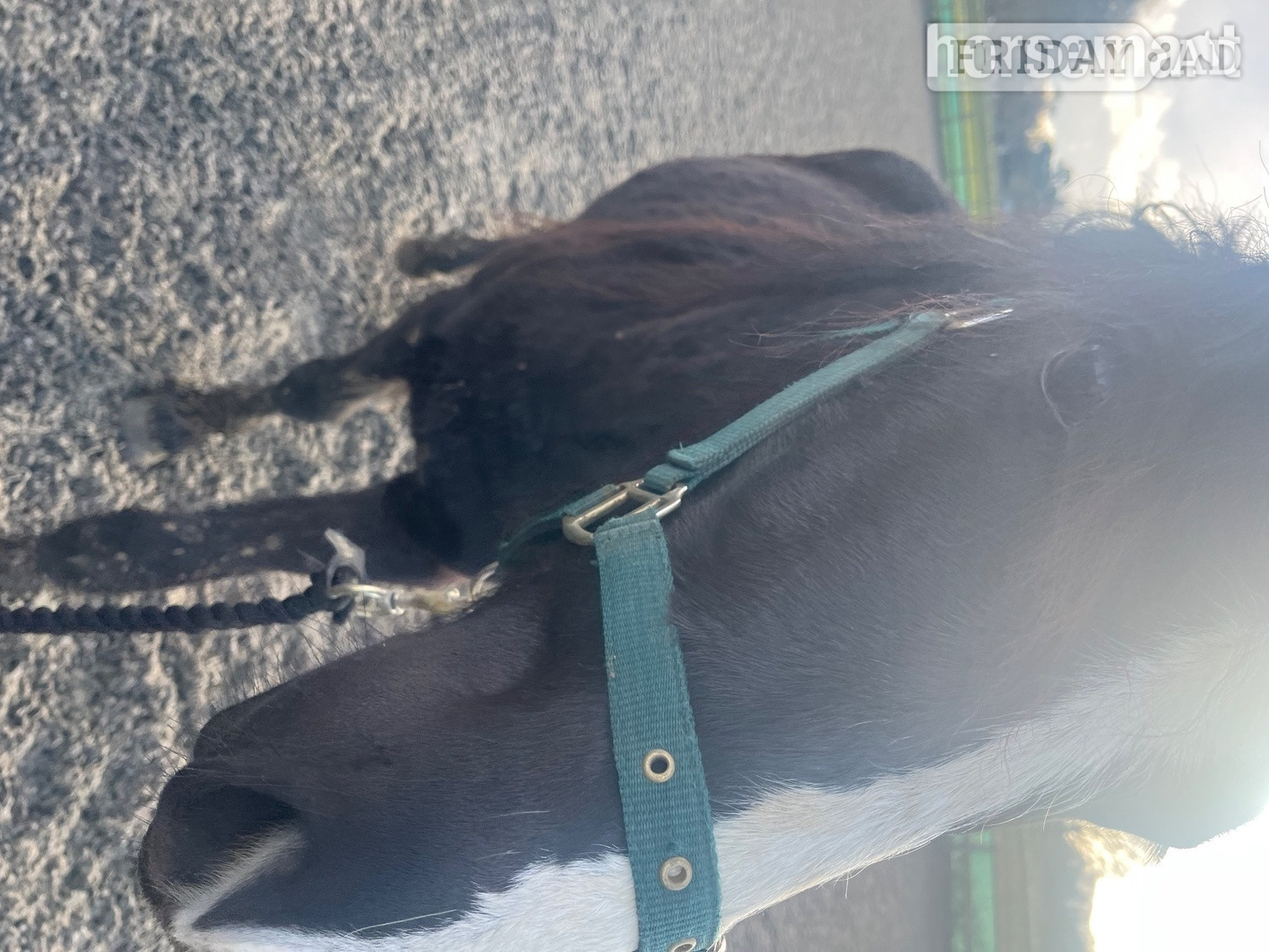 "ralph" Black Gelding Youngstock / Foal - Horses
