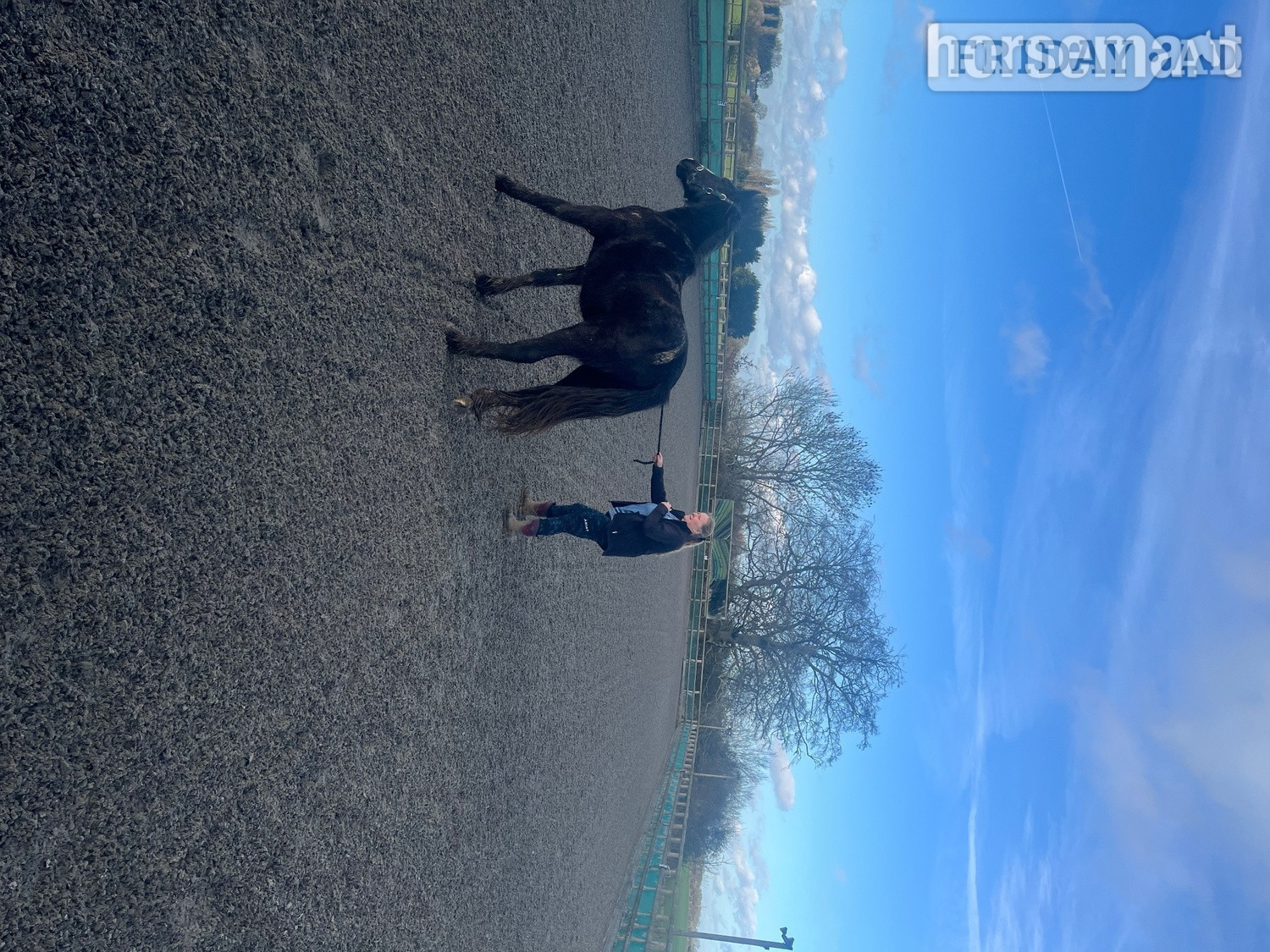 "ralph" Black Gelding Youngstock / Foal - Horses in Kent Street