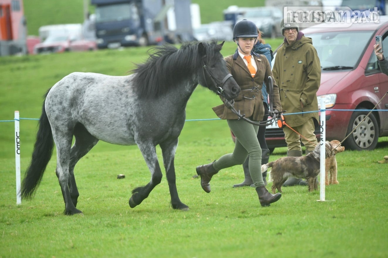 "Gray " Steel Grey Mare All Rounder - Horses in Grizebeck