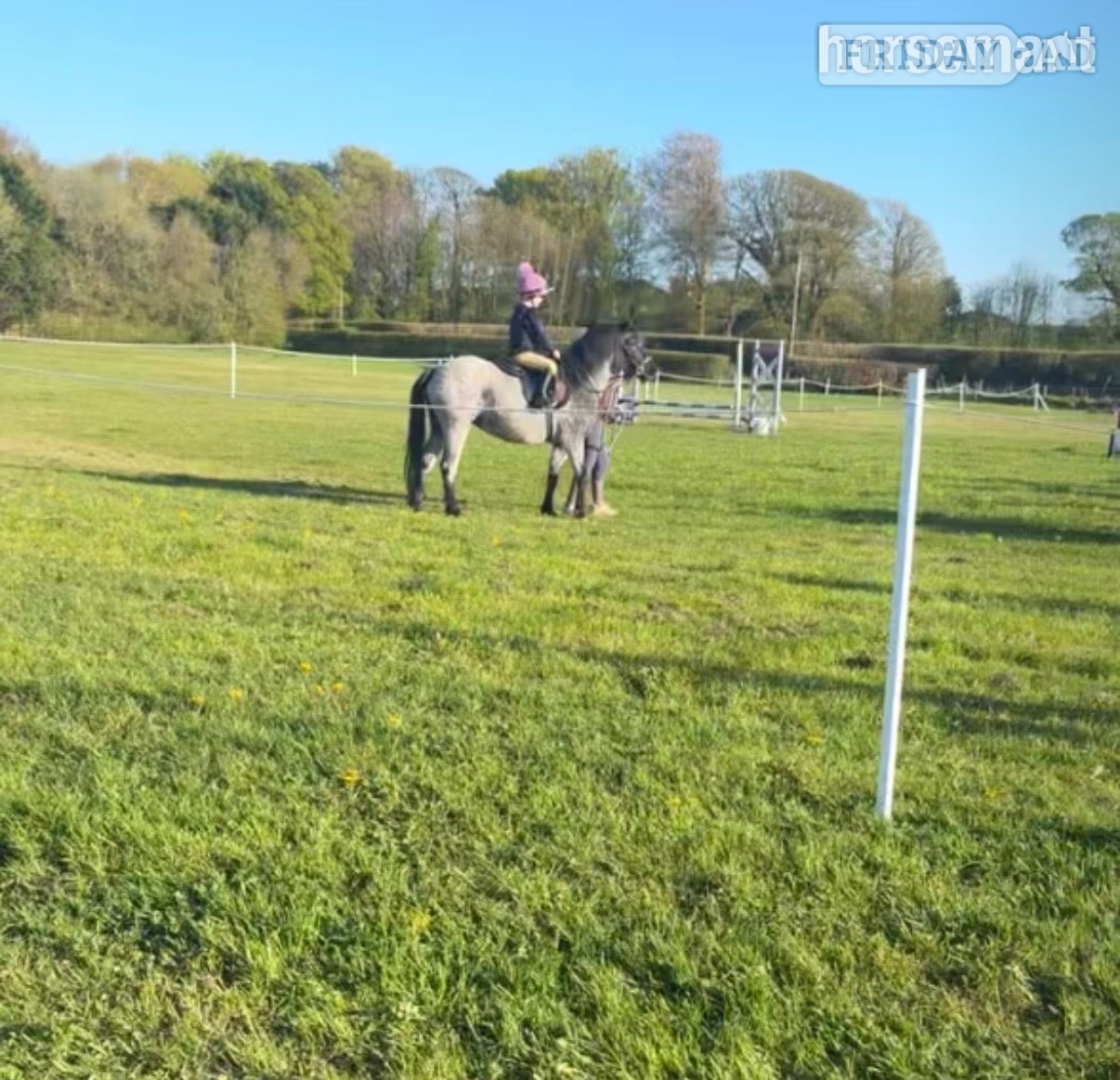 "Gray " Steel Grey Mare All Rounder - Horses
