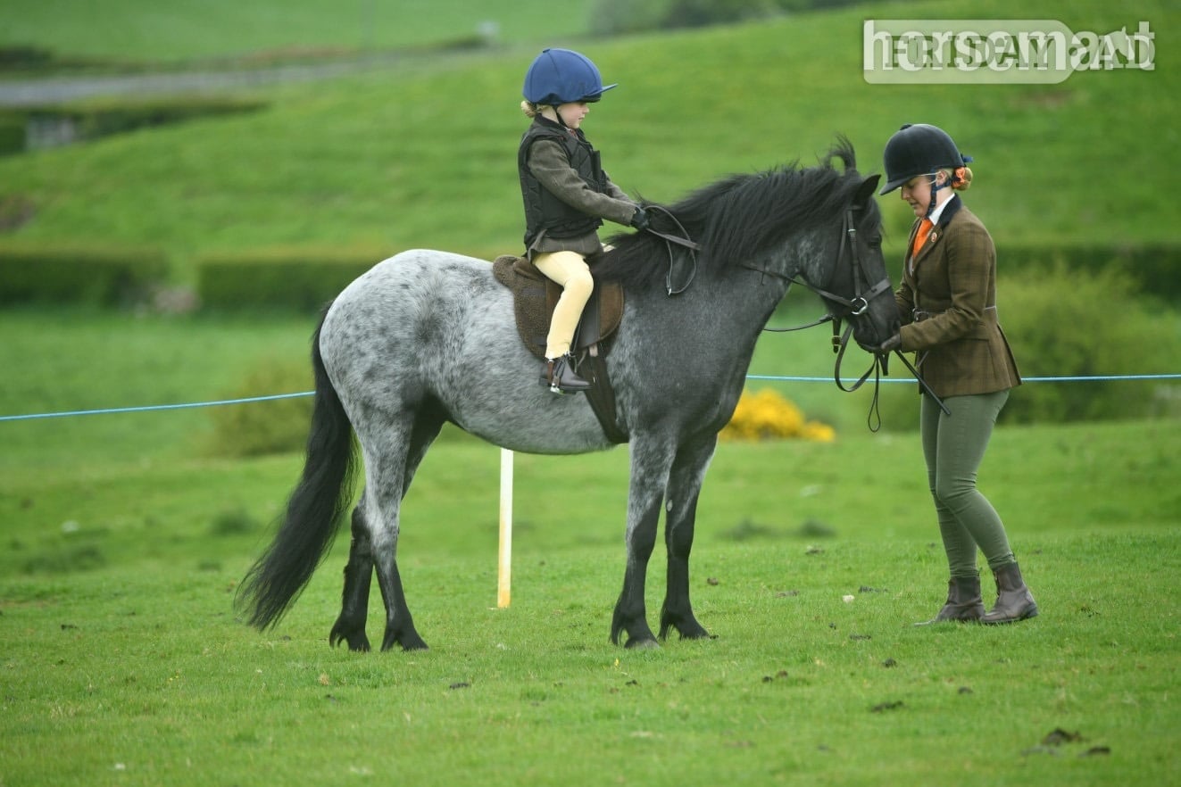 "Gray " Steel Grey Mare All Rounder
