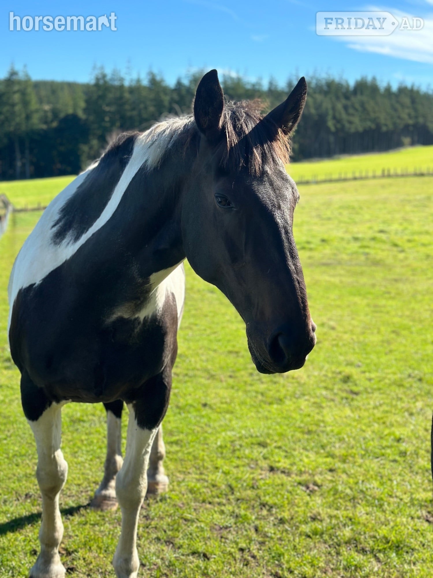 Aberdeen Horse for part loan 