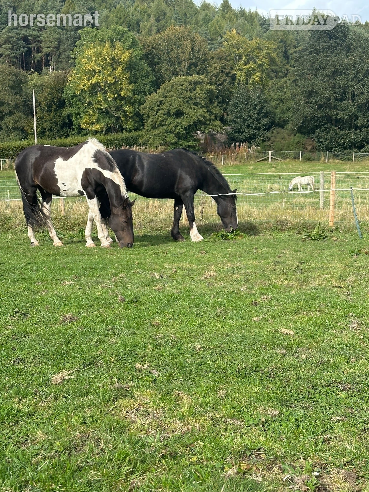 Horse for part loan 