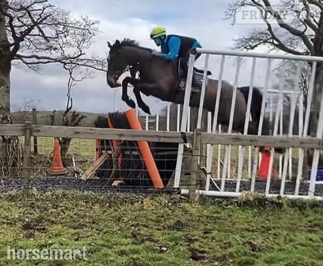 "Toucan Sam" Bay Gelding Ex Racehorse - Horses in Lanark