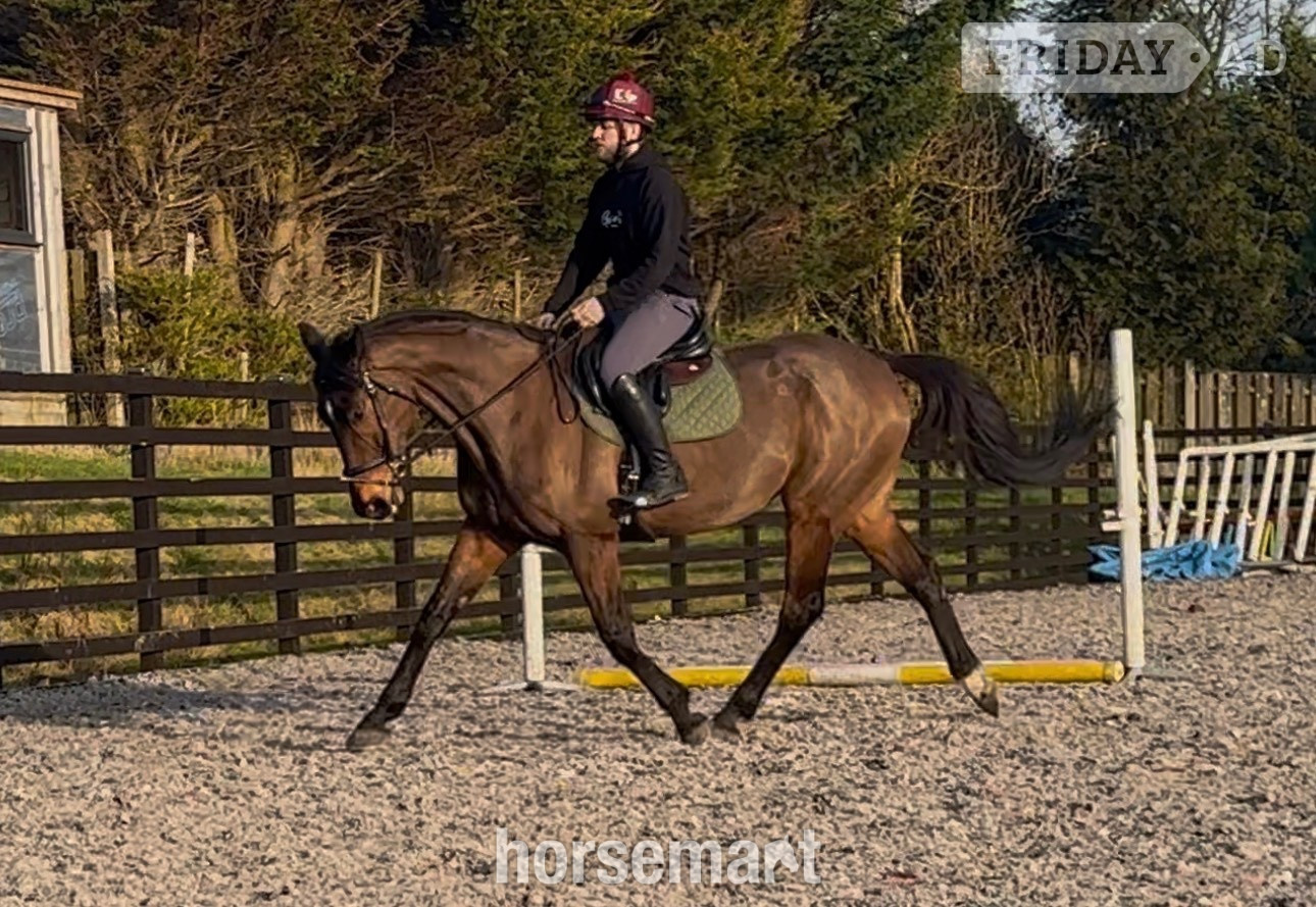 "Toucan Sam" Bay Gelding Ex Racehorse