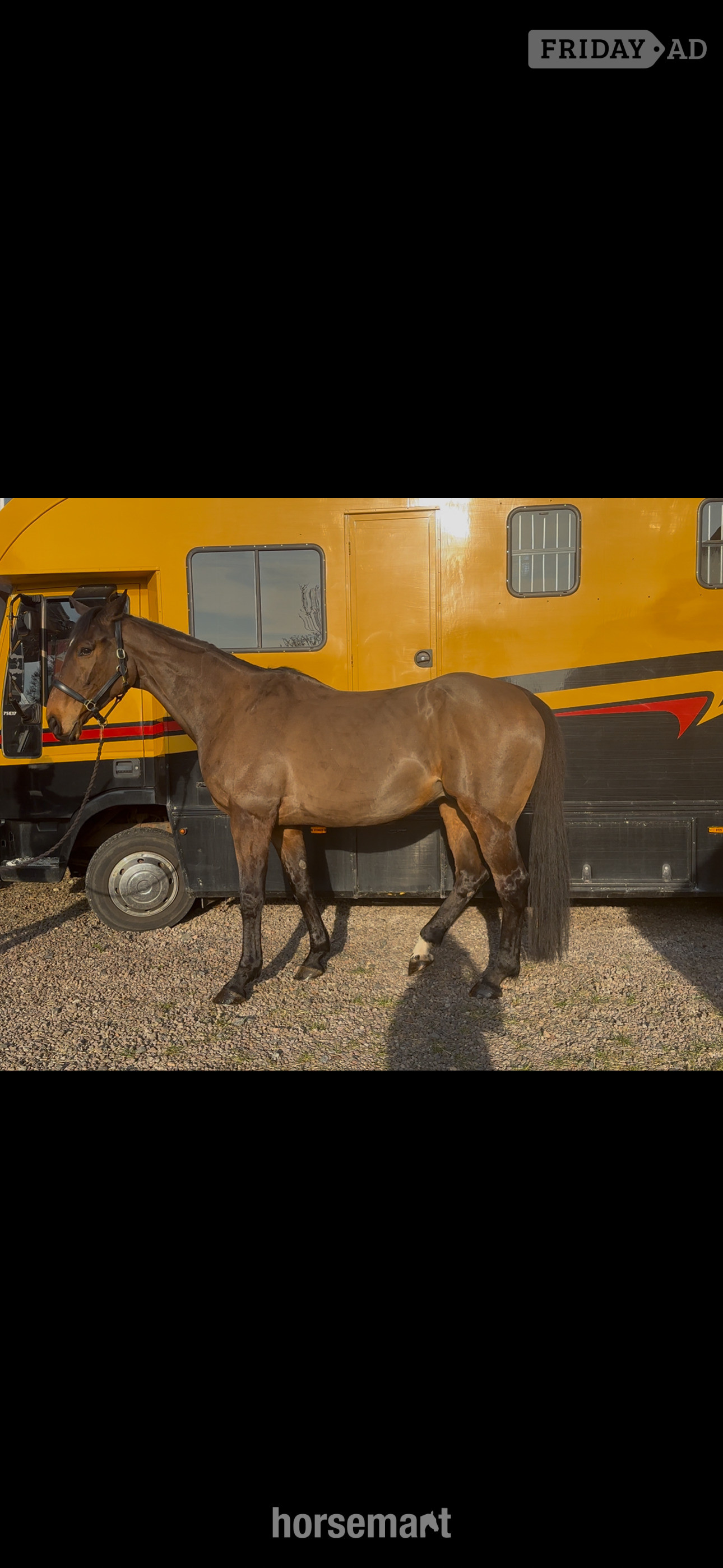 Lanark "Toucan Sam" Bay Gelding Ex Racehorse