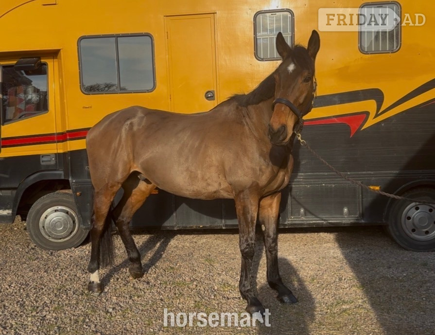 "Toucan Sam" Bay Gelding Ex Racehorse in Lanark