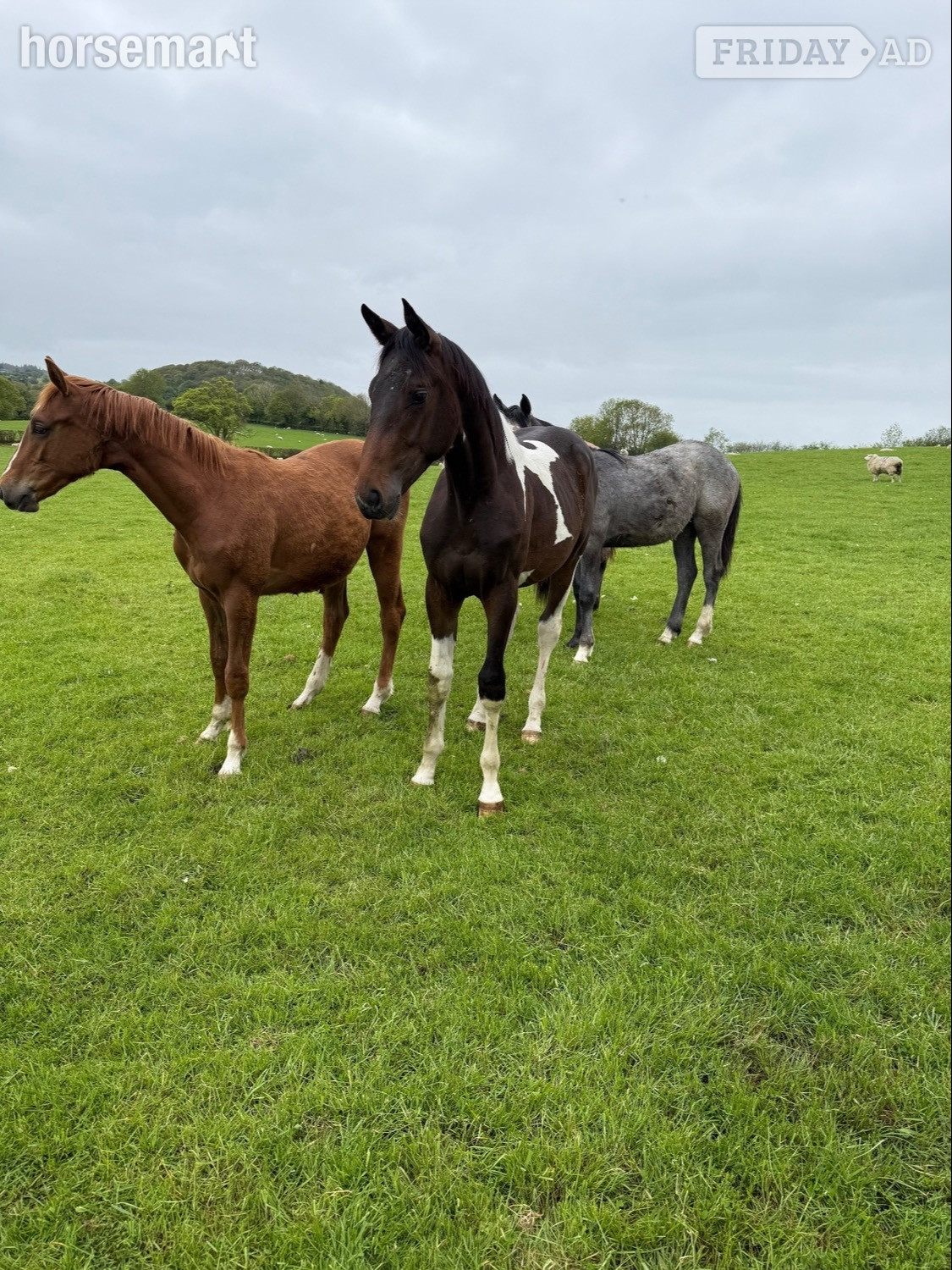 "Yearling colts"  Colt Show Jumper in Kerry