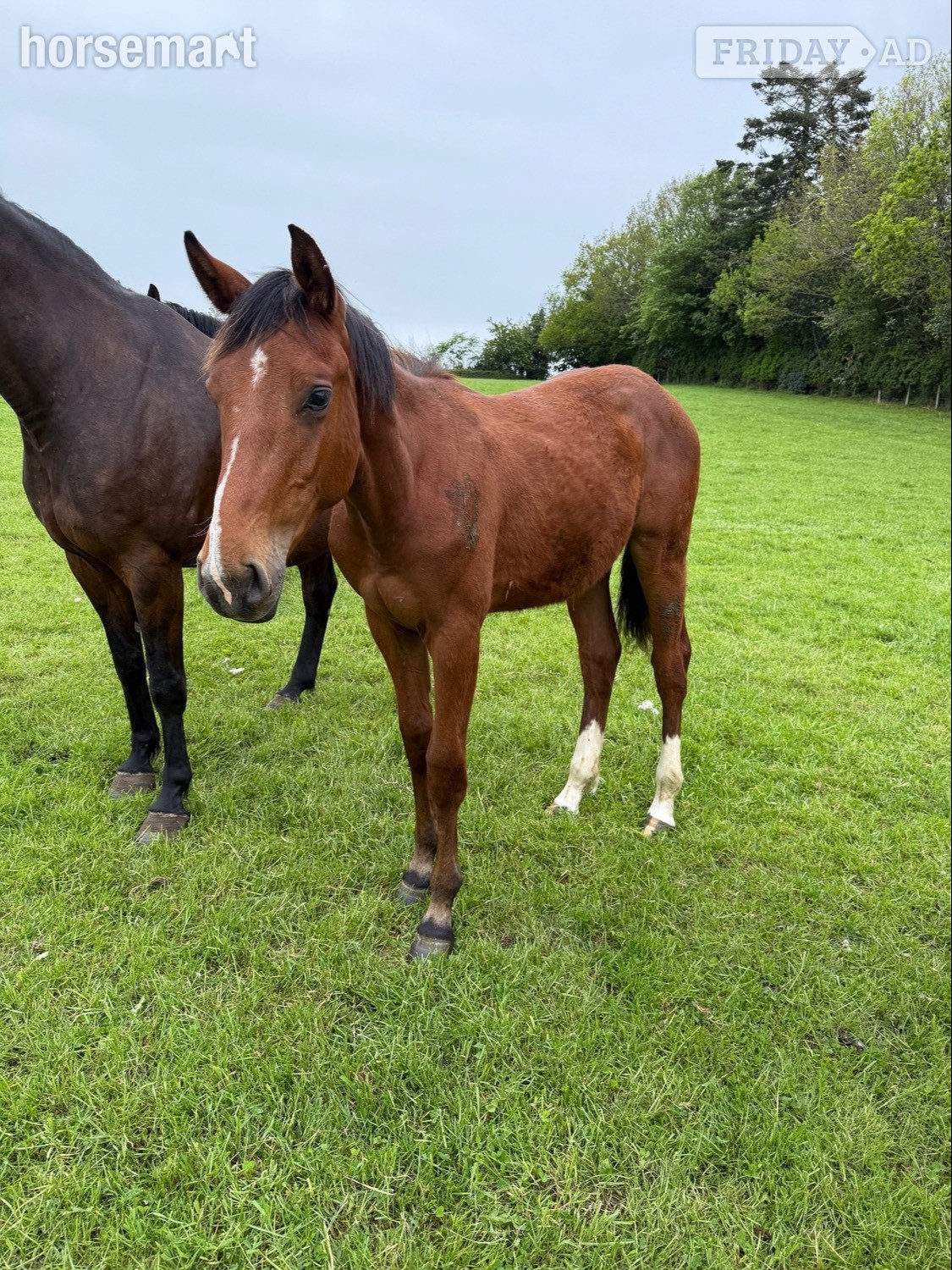 "Yearling colts"  Colt Show Jumper