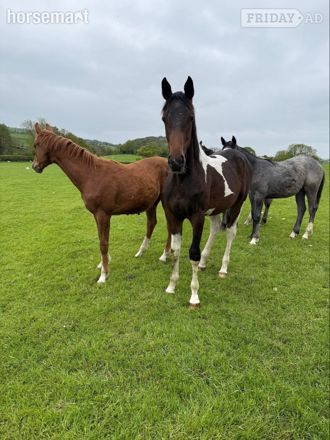 Kerry "Yearling colts"  Colt Show Jumper