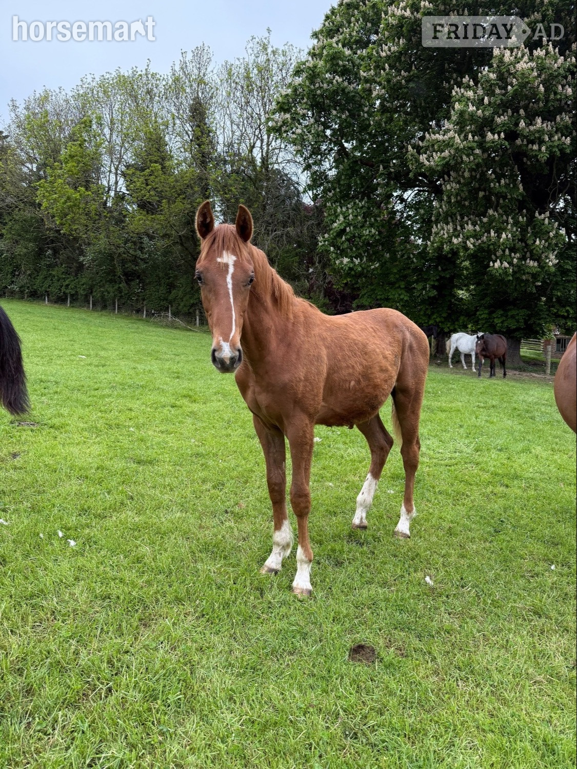 "Yearling colts"  Colt Show Jumper - Horses in Kerry