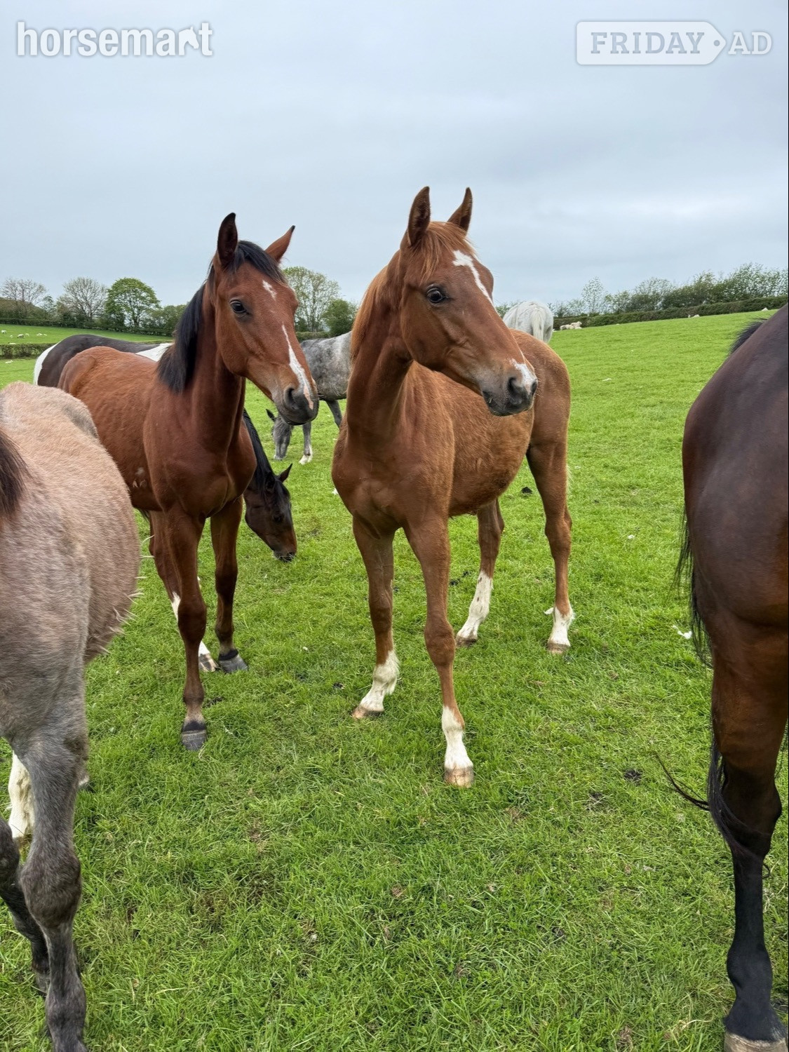 "Yearling colts"  Colt Show Jumper - Horses