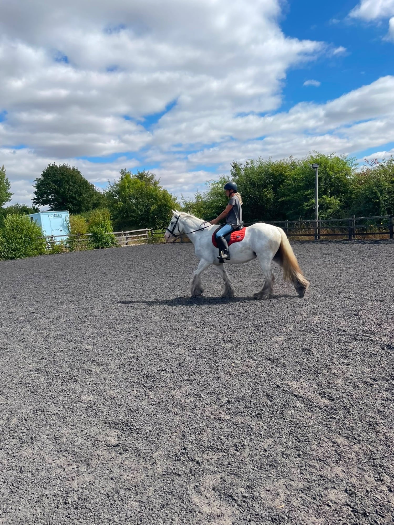 "Womble " Grey Gelding Cob/Heavy Horse