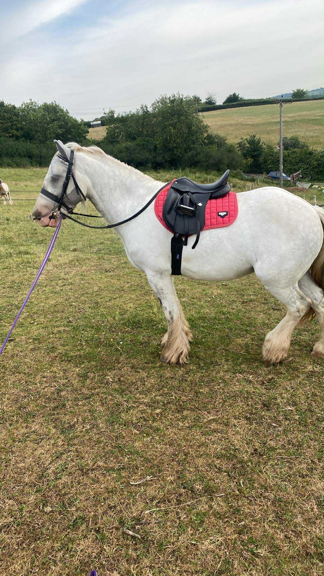 Bristol "Womble " Grey Gelding Cob/Heavy Horse