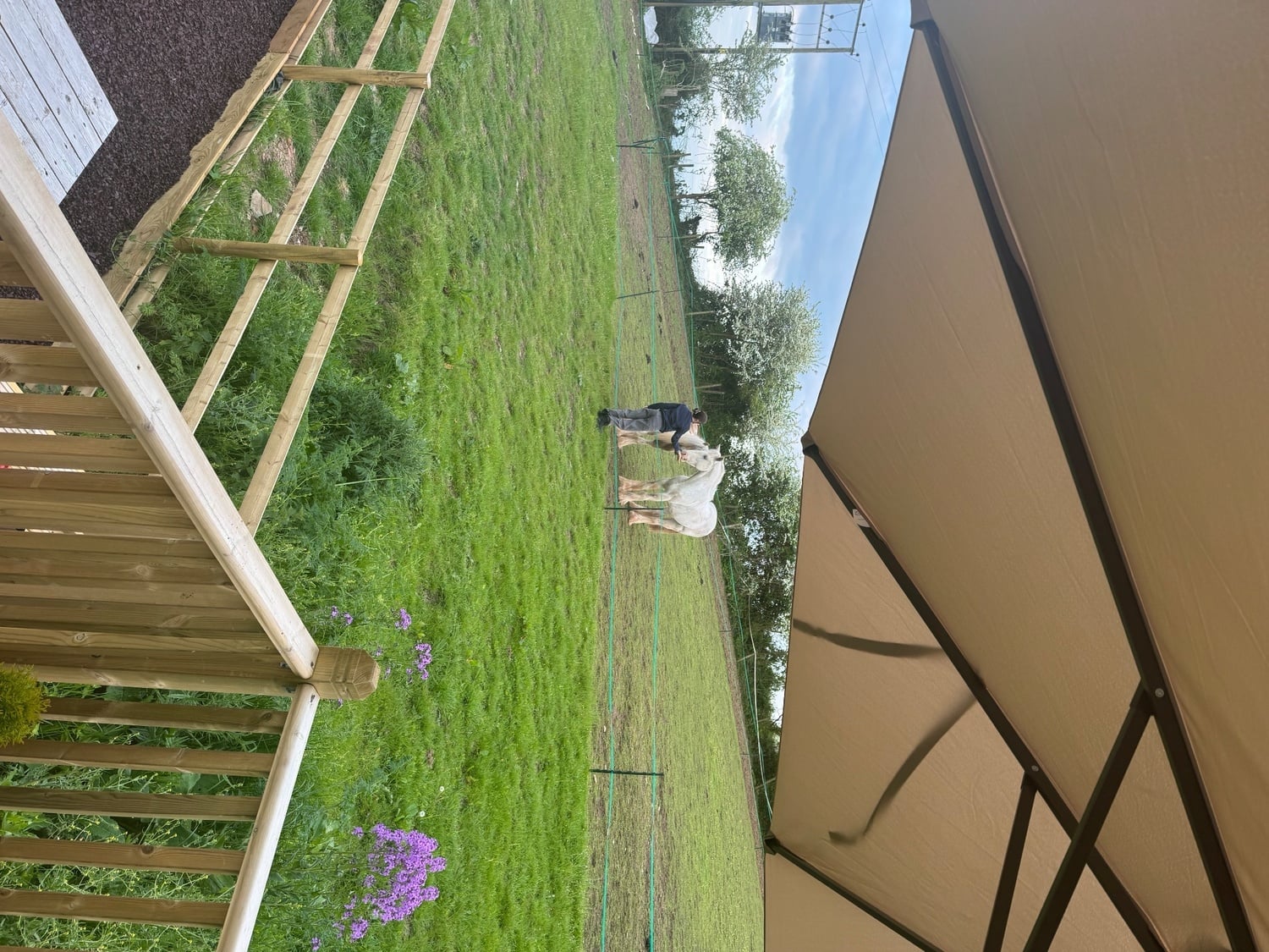 "Womble " Grey Gelding Cob/Heavy Horse - Horses in Bristol