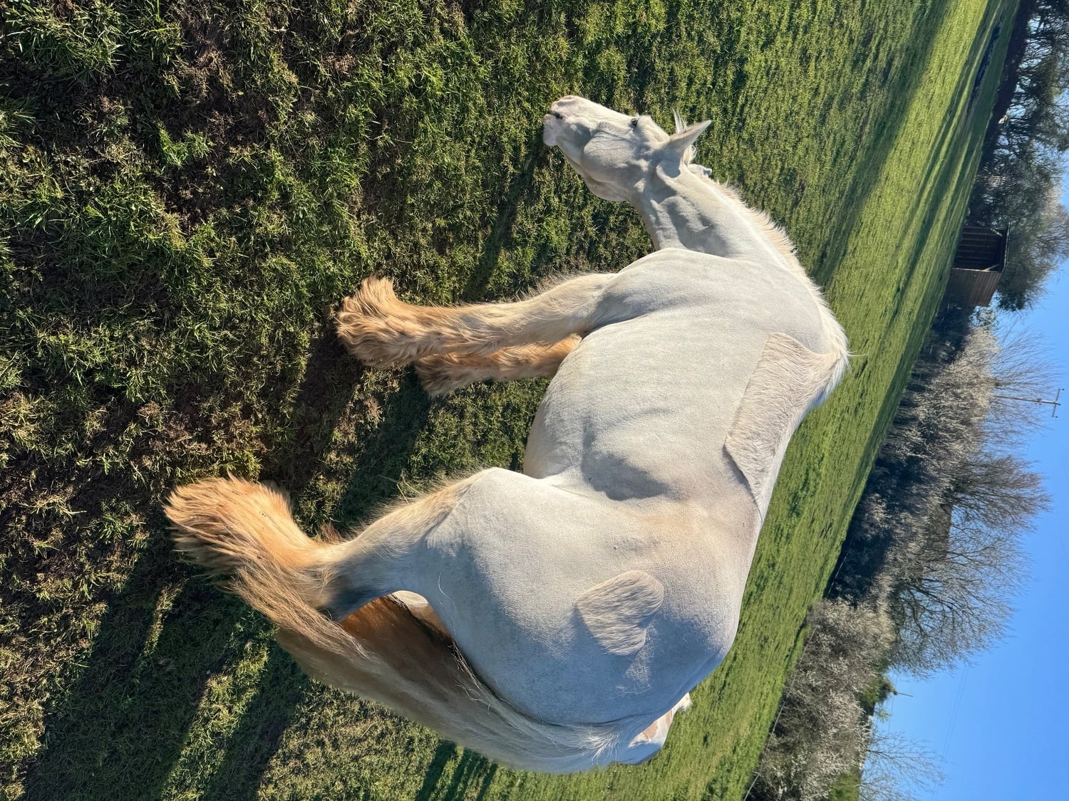 "Womble " Grey Gelding Cob/Heavy Horse - Horses