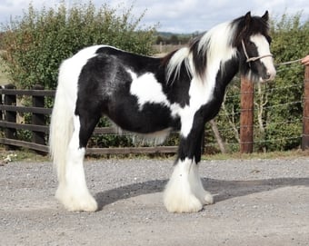 "SD Great Contender " Piebald Colt Cob/Heavy Horse