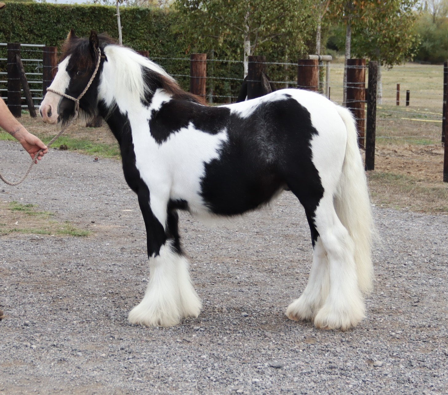 "SD Great Contender " Piebald Colt Cob/Heavy Horse