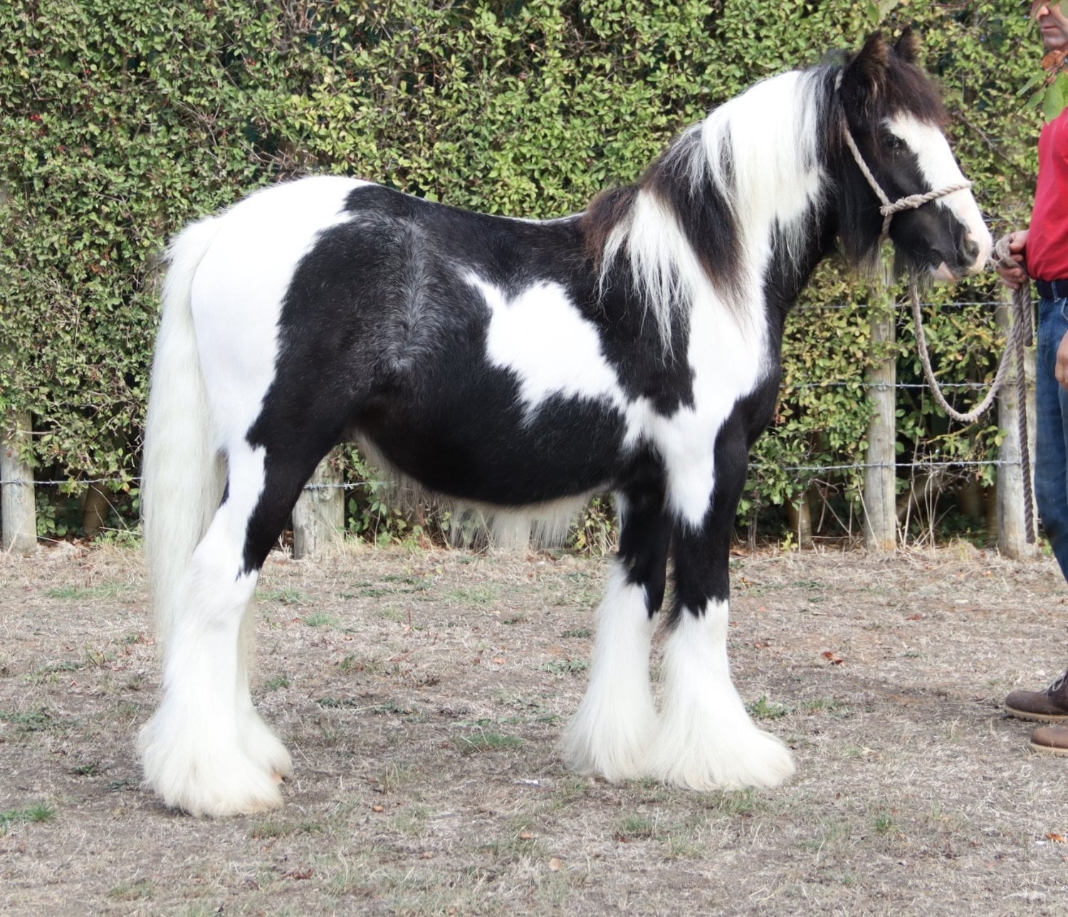 Oxford "SD Great Contender " Piebald Colt Cob/Heavy Horse