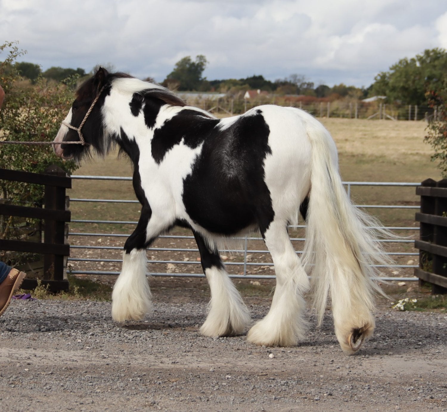 "SD Great Contender " Piebald Colt Cob/Heavy Horse - Horses in Oxford