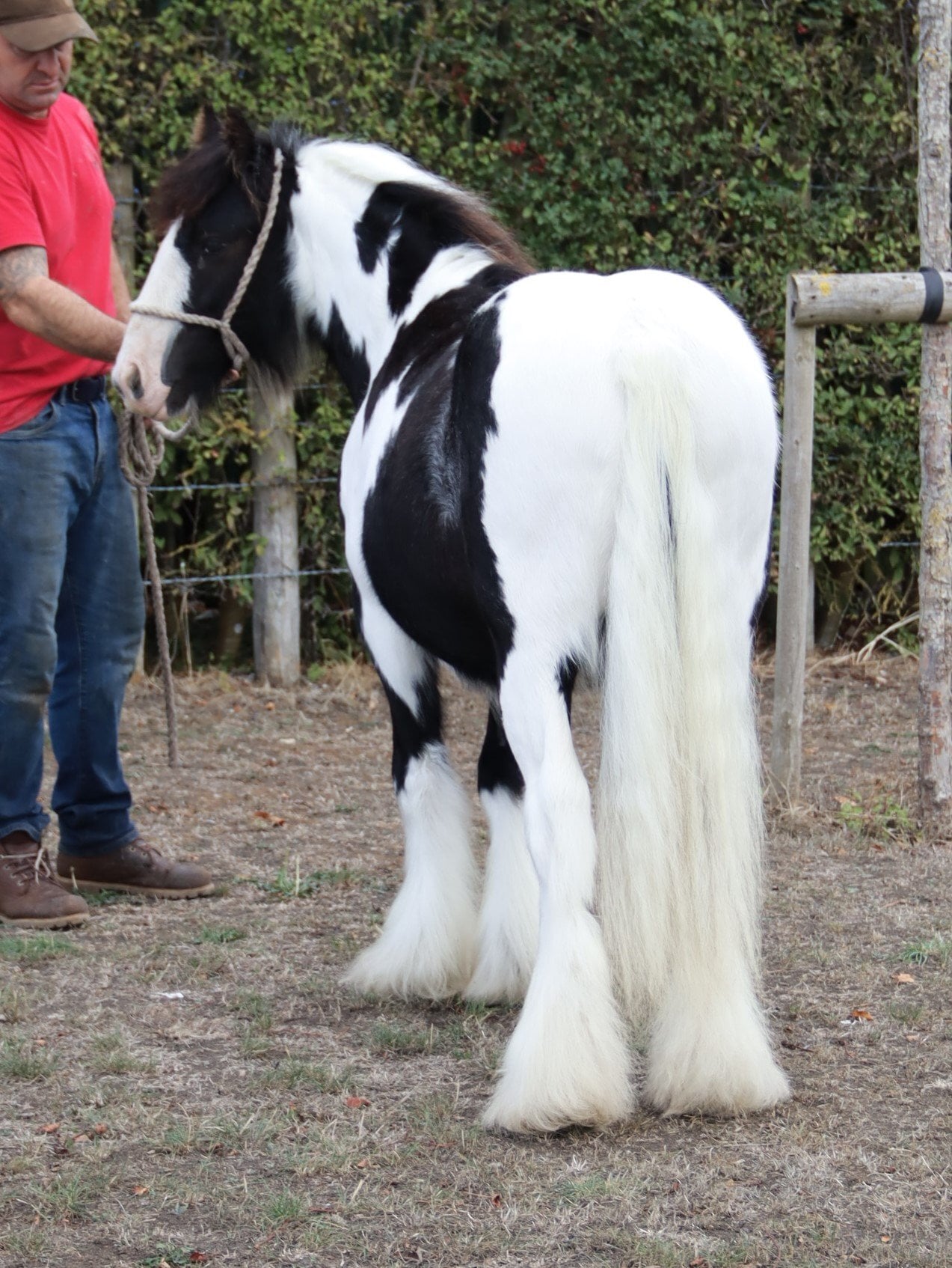 "SD Great Contender " Piebald Colt Cob/Heavy Horse - Horses