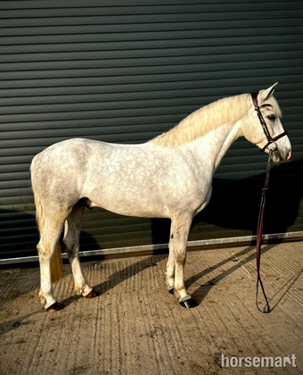 "." Dapple Grey Gelding Showing Horse