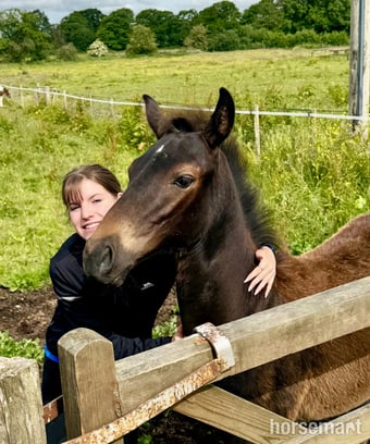 "Double 0 Nigel" Dark Bay Colt Youngstock / Foal