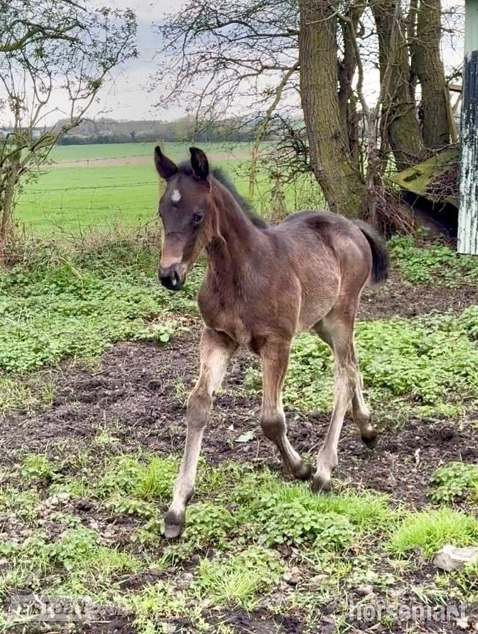 Telford "Double Nigel" Dark Bay Colt Youngstock / Foal