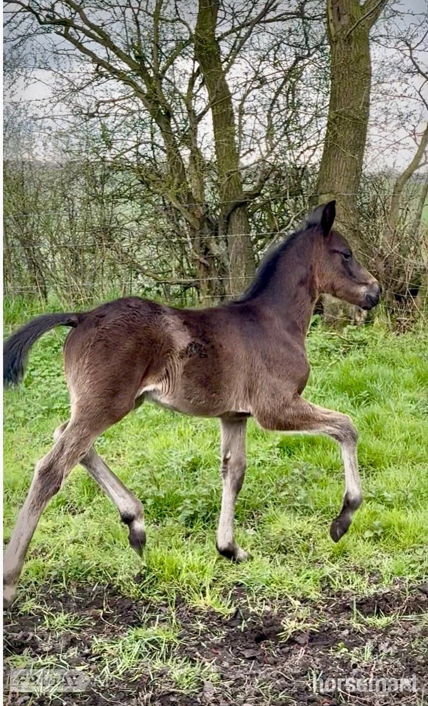 "Double Nigel" Dark Bay Colt Youngstock / Foal - Horses
