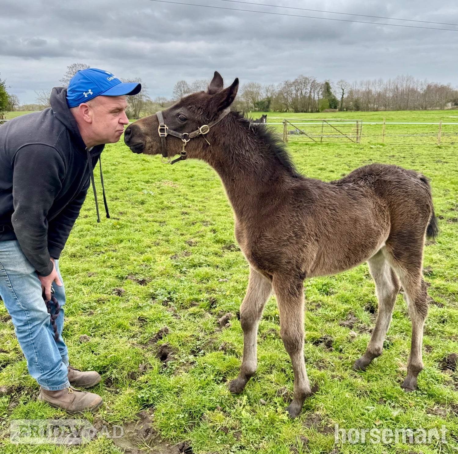 "Double Nigel" Dark Bay Colt Youngstock / Foal - Horses in Telford